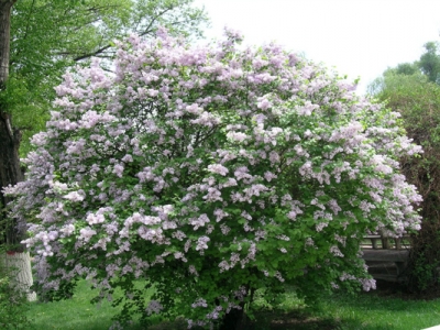 丁香花種植時(shí)間在什么時(shí)候？