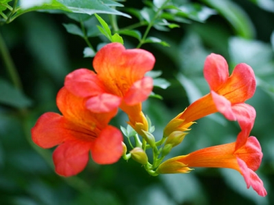 美國凌霄花種植時間是什么時候？