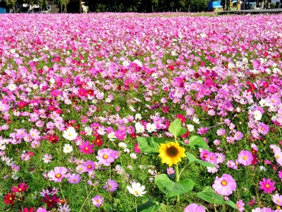 什么花卉種子發(fā)芽的速度快？