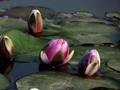 6月種睡蓮還能開花嗎？