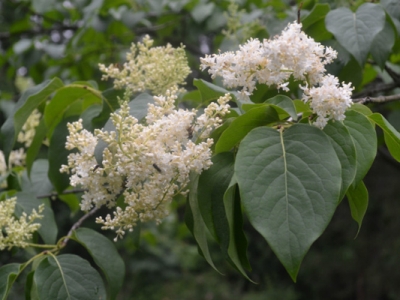 暴馬丁香花語(yǔ)和寓意是什么？