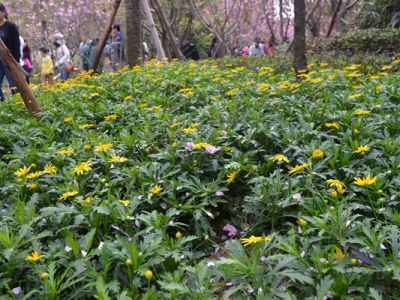 串葉松香草花語是什么？