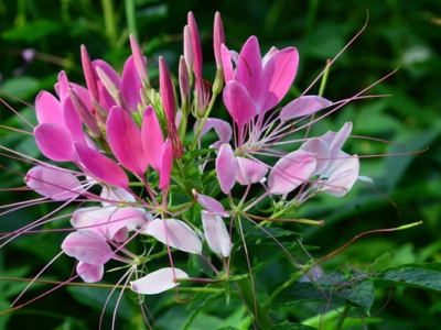 醉蝶花幾天發(fā)芽？