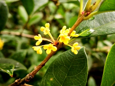  秋季開花草本植物