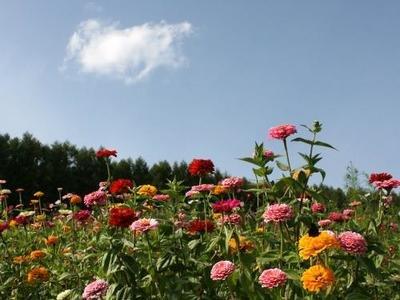 開粉花的草本 小粉花草本植物叫什么名字