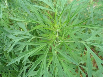 益母草種植技術(shù)