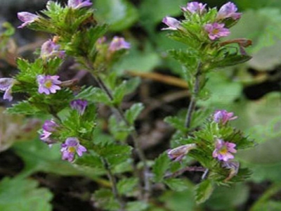 小米草怎么種植？