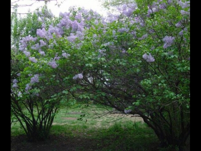 丁香花樹怎樣種