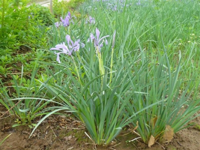 種植什么類型植被防止水土流失？