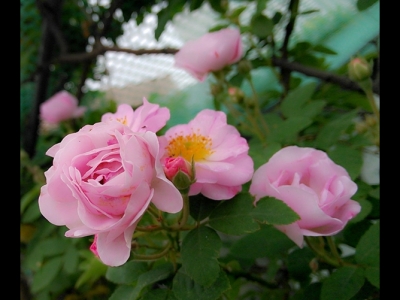 在哪里可以買薔薇花苗，買回去后如何種植