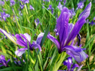 馬蘭花基地在哪里，馬蘭花什么時候種植合適