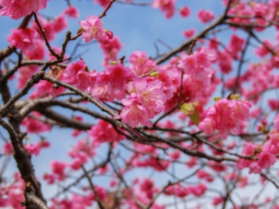 中國(guó)哪里是櫻花的生產(chǎn)地