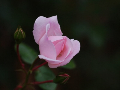 薔薇花產(chǎn)地在哪里