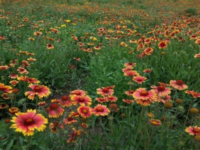 宿根天人菊種子夏季能種嗎？