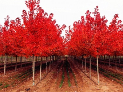 行道樹(shù)種美國(guó)紅楓間距多少米一棵？