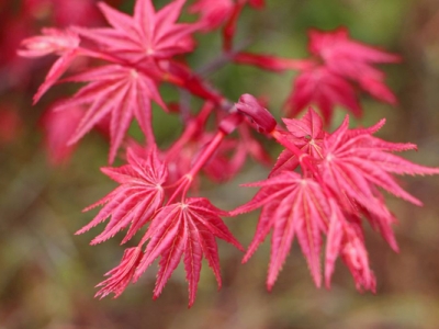 紅楓是一種草本植物嗎？