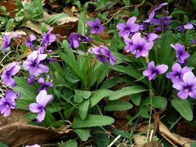 紫花地丁一平方種植幾株？