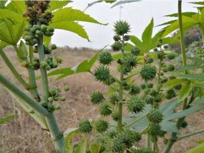 蓖麻子什么時(shí)間種？