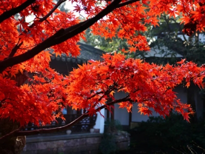 日本紅楓適合什么時(shí)間種植？