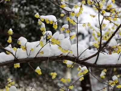 臘梅夏天能開花嗎？