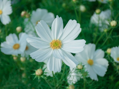 格桑花夏天可以開花嗎？