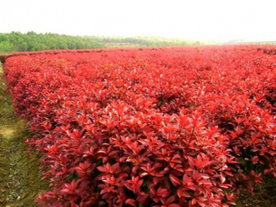 紅瑞木開花嗎？