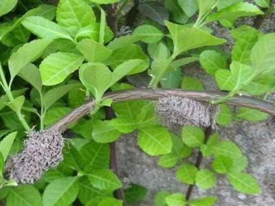 小葉扶芳藤會開花結果嗎？