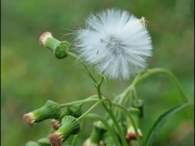 種植蒲公英一畝需要投資多少錢