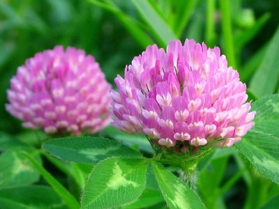 紅三葉草多久發(fā)芽？