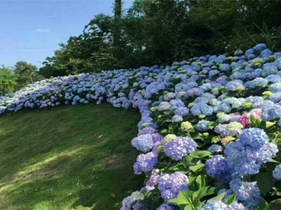 繡球花苗多少錢一顆？