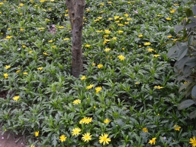 串葉松香草是豆科牧草嗎？