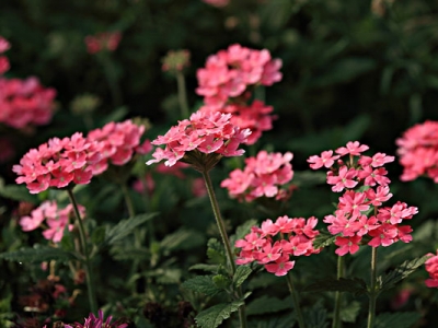 美女櫻秋季播種后開花嗎？