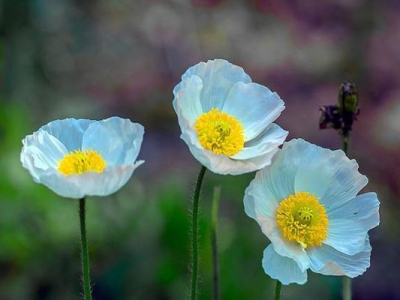 虞美人花第二年還會(huì)開(kāi)花嗎？