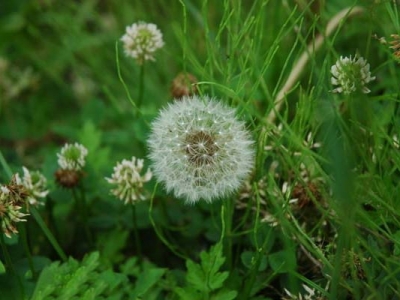 野花組合能開花多久？