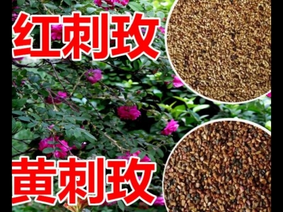 玫瑰種子泡水后多久發(fā)芽