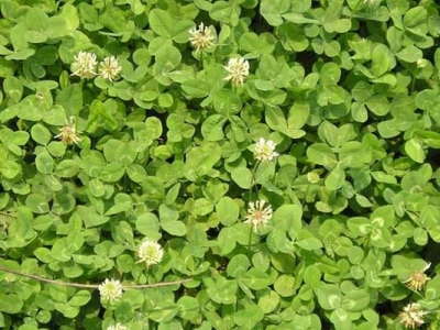 三葉草開(kāi)花有多高？