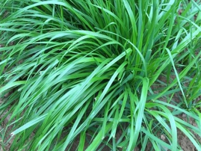 黑麥草的花為完全花嗎？