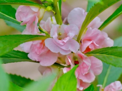 鳳仙花六月能播種嗎