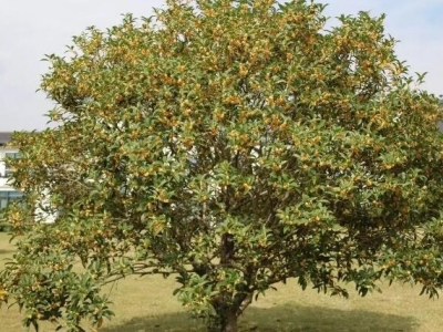 山東地區(qū)能露天種植桂花樹(shù)嗎