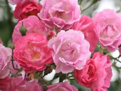 當(dāng)年栽的薔薇能開花嗎