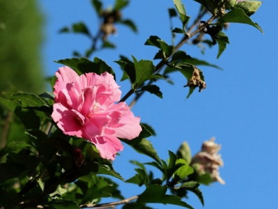 木槿花6月份可以移植嗎？