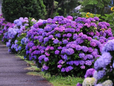 繡球花種子可以先泡嗎？