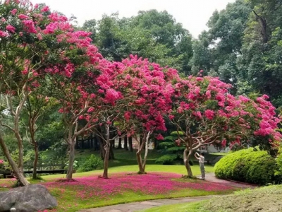 紫薇什么花色好看？