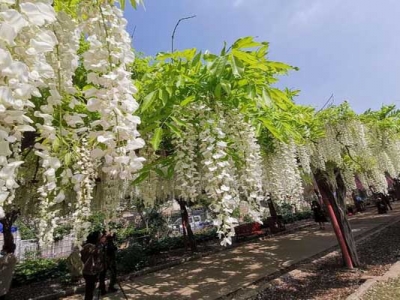 紫藤花有樹(shù)狀的嗎？