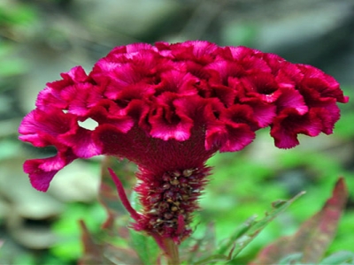 鳳尾雞冠花從種子到開花需要多久？