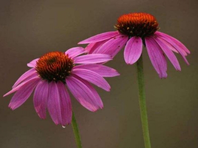 紫松果菊種子多久能發(fā)芽開(kāi)花？