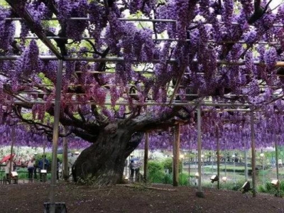 紫藤花種子種植能開(kāi)花嗎？