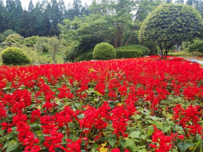 七月份播種的花卉種子當(dāng)年開花的有那些？