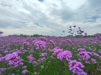 柳葉馬鞭草幾月份能開花？