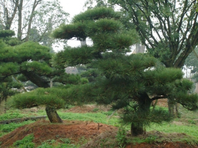 黑松開花是什么時候？